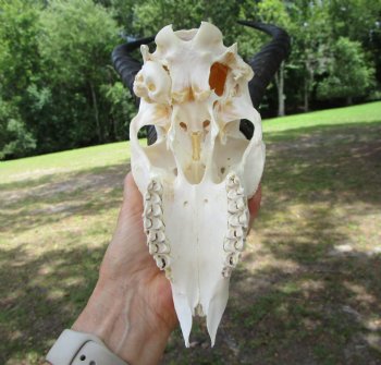  Male Springbok Skull with 11-1/2 inches horns <font color=red> Grade B Quality</font> for $59.99