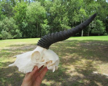  Male Springbok Skull with 11-1/2 inches horns <font color=red> Grade B Quality</font> for $59.99