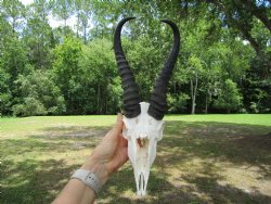  Male Springbok Skull with 10-1/4 inches horns <font color=red> Grade B Quality</font> for $59.99