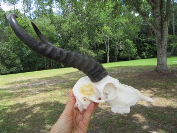  Male Springbok Skull with 10-1/4 inches horns <font color=red> Grade B Quality</font> for $59.99