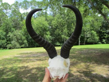  Male Springbok Skull with 10-1/4 inches horns <font color=red> Grade B Quality</font> for $59.99