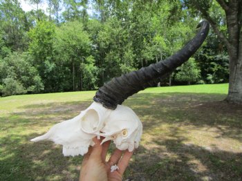  Male Springbok Skull with 10-1/4 inches horns <font color=red> Grade B Quality</font> for $59.99
