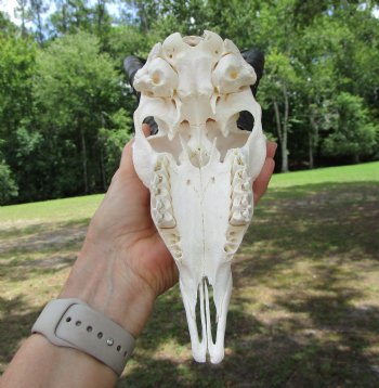  Male Springbok Skull with 10-1/4 inches horns <font color=red> Grade B Quality</font> for $59.99