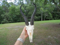  Male Springbok Skull with 10 inches horns <font color=red> Grade B Quality</font> for $59.99
