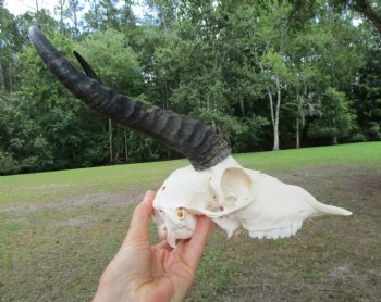 Male Springbok Skull with 10 inches horns <font color=red> Grade B Quality</font> for $59.99