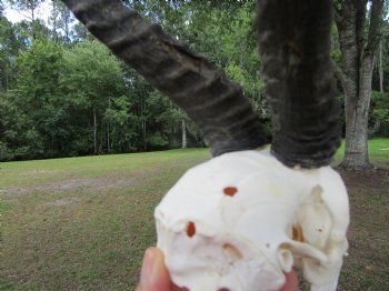  Male Springbok Skull with 10 inches horns <font color=red> Grade B Quality</font> for $59.99