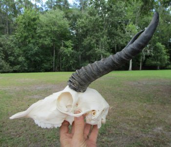  Male Springbok Skull with 10 inches horns <font color=red> Grade B Quality</font> for $59.99