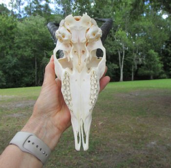  Male Springbok Skull with 10 inches horns <font color=red> Grade B Quality</font> for $59.99