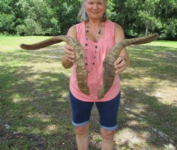 2 Huge Raw African Goat Horns (22.5, 29.75) for $20 ea