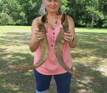 2 Huge Raw African Goat Horns (22.5, 29.75) for $20 ea