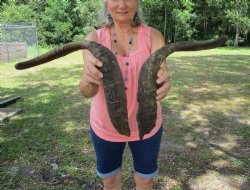 2 Huge Raw African Goat Horns (24.5, 29.25) for $20 ea