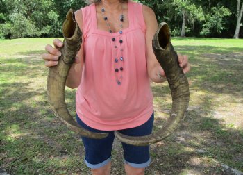 2 Huge Raw African Goat Horns (24.5, 29.25) for $20 ea