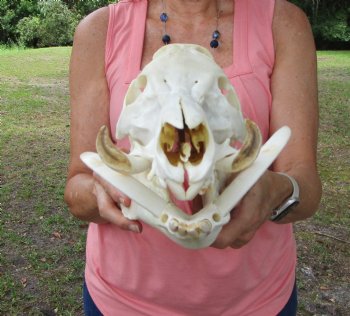Huge Georgia Wild Boar Skull, Wild Hog Skull with Large Tusks (13L x 6" W) for $79.99