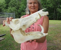 Huge Georgia Wild Boar Skull, Wild Hog Skull with Large Tusks (13L x 6" W) for $79.99