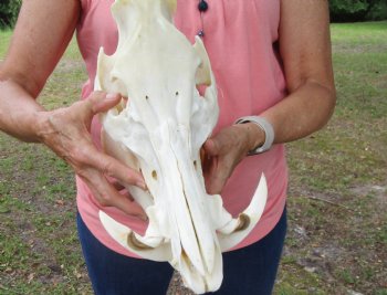 Huge Georgia Wild Boar Skull, Wild Hog Skull with Large Tusks (13L x 6" W) for $79.99