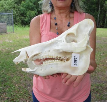 Huge Georgia Wild Boar Skull, Wild Hog Skull with Large Tusks (13L x 6" W) for $79.99