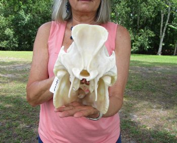 Huge Georgia Wild Boar Skull, Wild Hog Skull with Large Tusks (13L x 6" W) for $79.99