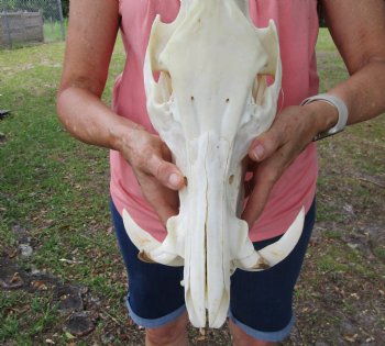 Huge Georgia Wild Boar Skull, Wild Hog Skull with Large Tusks (13L x 6" W) for $79.99