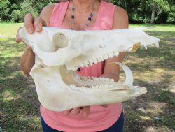 Huge Georgia Wild Boar Skull, Wild Hog Skull with Large 5" Tusks (12.75L x 6" W) for $79.99