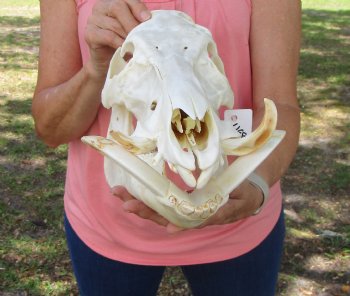 Huge Georgia Wild Boar Skull, Wild Hog Skull with Large 5" Tusks (12.75L x 6" W) for $79.99