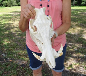 Huge Georgia Wild Boar Skull, Wild Hog Skull with Large 5" Tusks (12.75L x 6" W) for $79.99