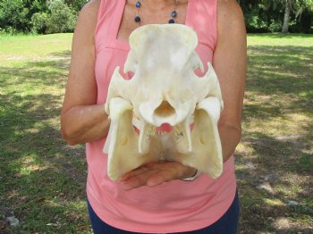 Huge Georgia Wild Boar Skull, Wild Hog Skull with Large 5" Tusks (12.75L x 6" W) for $79.99