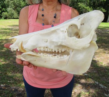 Huge Georgia Wild Boar Skull, Wild Hog Skull with Large 5" Tusks (12.75L x 6" W) for $79.99