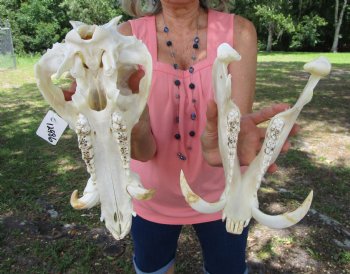 Huge Georgia Wild Boar Skull, Wild Hog Skull with Large 5" Tusks (12.75L x 6" W) for $79.99
