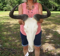 African Blue Wildebeest Skull with Horns (18" wide) - $99.99 