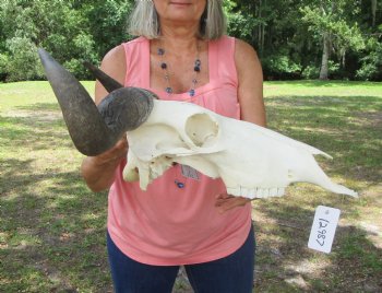 African Blue Wildebeest Skull with Horns (18" wide) - $99.99 