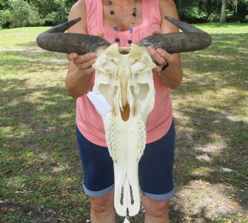 African Blue Wildebeest Skull with Horns (18" wide) - $99.99 