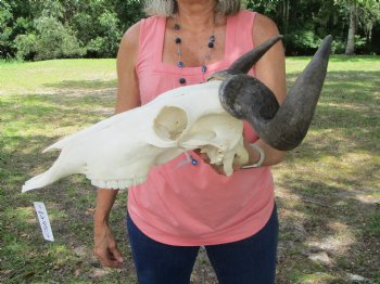 African Blue Wildebeest Skull with Horns (18" wide) - $99.99 