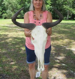 African Blue Wildebeest Skull and Horns (20" Wide) - Buy this for $104.99