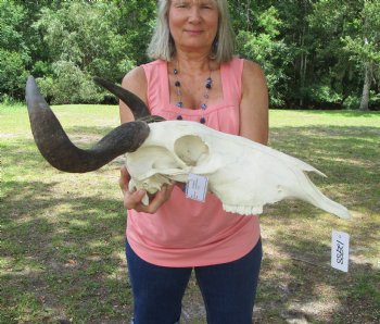 African Blue Wildebeest Skull and Horns (20" Wide) - Buy this for $104.99