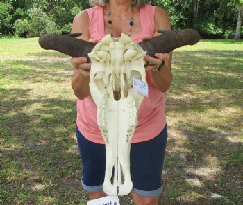 African Blue Wildebeest Skull and Horns (20" Wide) - Buy this for $104.99