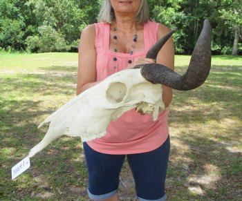 African Blue Wildebeest Skull and Horns (20" Wide) - Buy this for $104.99