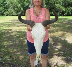 African Blue Wildebeest Skull with Horns (17.5" wide) - $99.99 