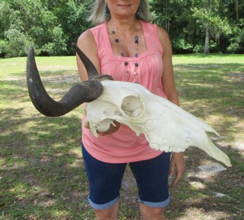 African Blue Wildebeest Skull with Horns (17.5" wide) - $99.99 