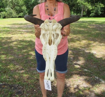 African Blue Wildebeest Skull with Horns (17.5" wide) - $99.99 