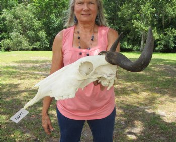 African Blue Wildebeest Skull with Horns (17.5" wide) - $99.99 