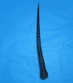 Authentic Large Gemsbok Horn, Oryx Horn (33.75") for $33.99 (SHIPS UPS ONLY)