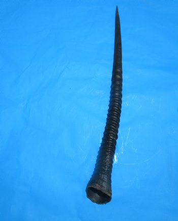 Authentic Large Gemsbok Horn, Oryx Horn (33.75") for $33.99 (SHIPS UPS ONLY)