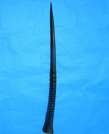 Authentic Large Gemsbok Horn, Oryx Horn (33.75") for $33.99 (SHIPS UPS ONLY)