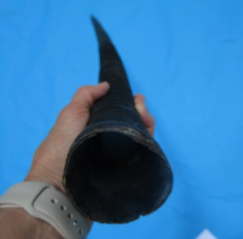 Authentic Large Gemsbok Horn, Oryx Horn (33.75") for $33.99 (SHIPS UPS ONLY)