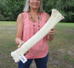 Authentic African Giraffe Tibia Leg Bone (23Lx5W) for $99.99