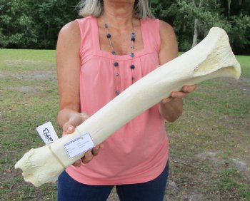 Authentic African Giraffe Tibia Leg Bone (23Lx5W) for $99.99