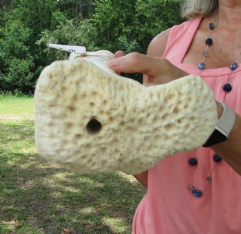 Authentic African Giraffe Tibia Leg Bone (23Lx5W) for $99.99