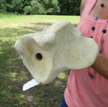 Authentic African Giraffe Tibia Leg Bone (23Lx5W) for $99.99
