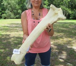 Large Real African Giraffe Tibia Leg Bone ( 27.5Lx7W) for $99.99