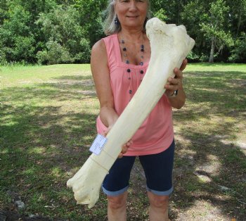 Large Real African Giraffe Tibia Leg Bone ( 27.5Lx7W) for $99.99